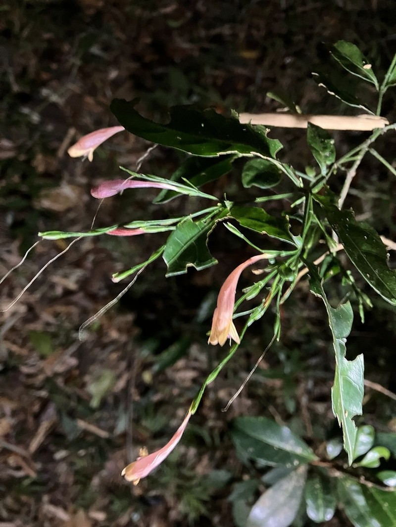 Hypoestes acuminata photo 2