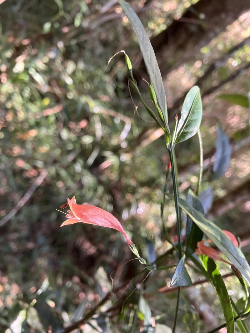Hypoestes acuminata photo 3