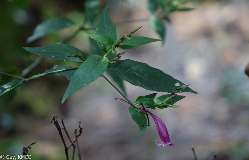 Hypoestes acuminata photo 4