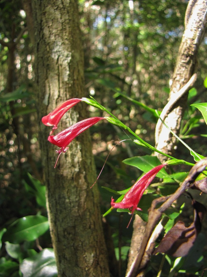 Hypoestes acuminata photo 5