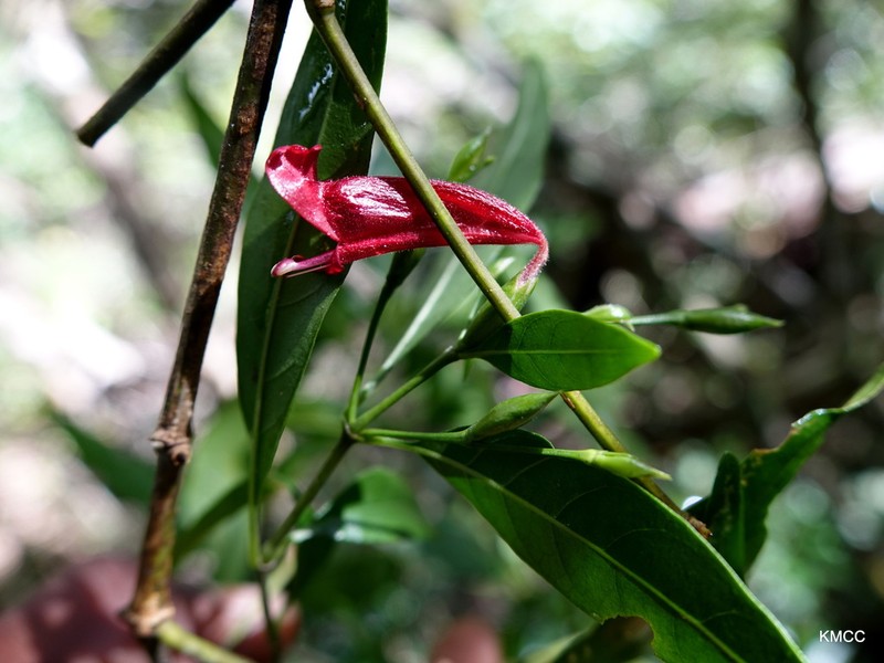 Hypoestes acuminata photo 6