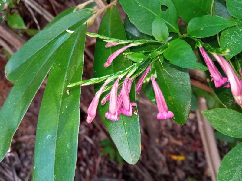 Hypoestes acuminata photo 7