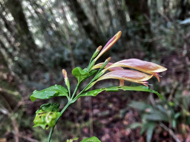Hypoestes acuminata photo 8