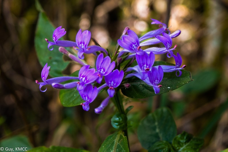 Hypoestes angusta photo 2