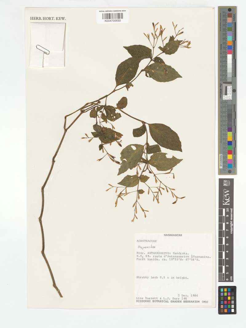 Hypoestes anisophylla photo 2