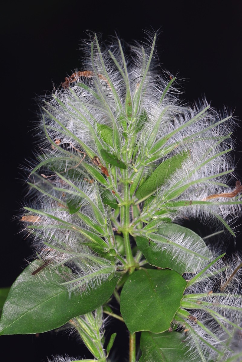 Hypoestes arachnopus
