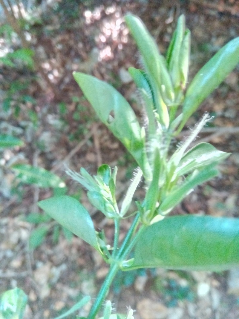 Hypoestes arachnopus photo 2