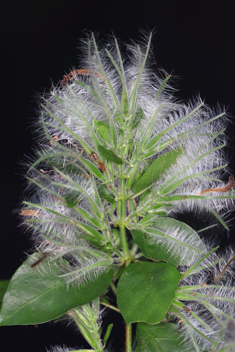 Hypoestes arachnopus photo 3