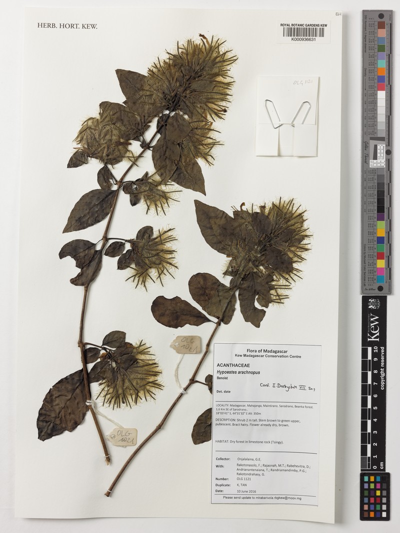 Hypoestes arachnopus photo 4
