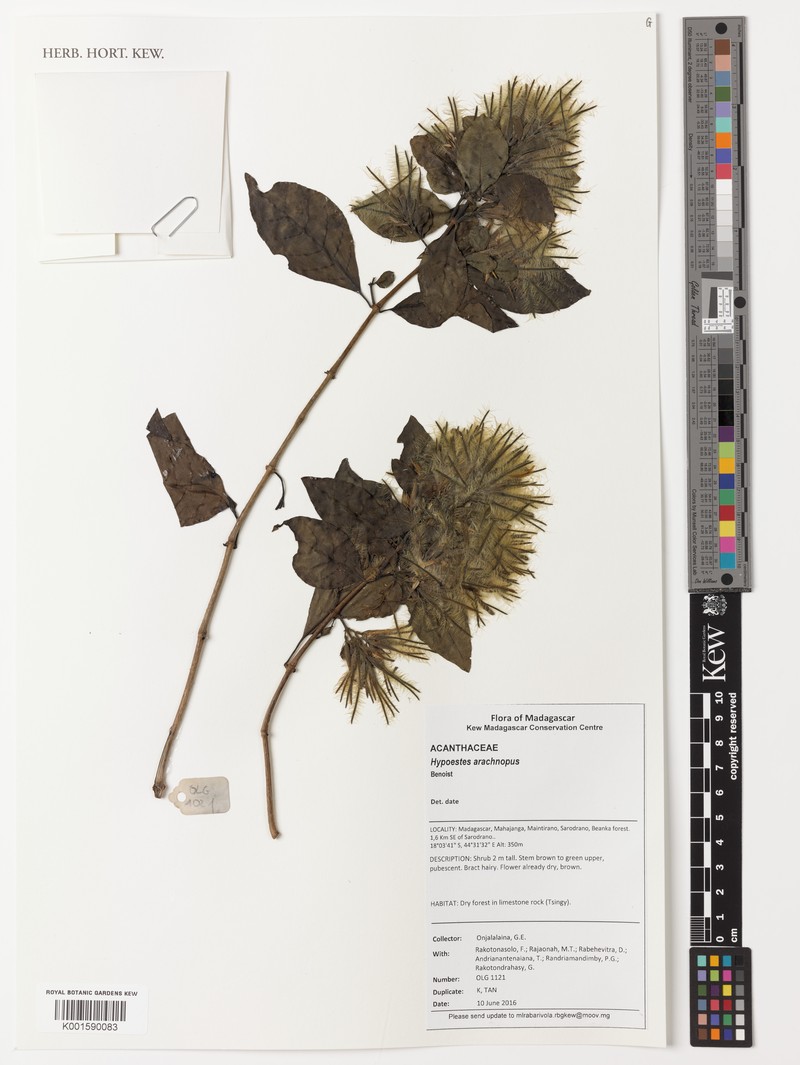 Hypoestes arachnopus photo 5