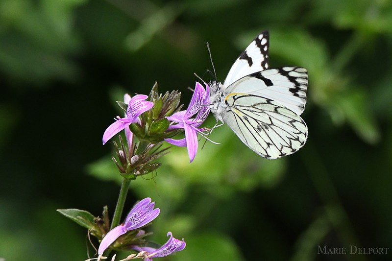 Hypoestes aristata