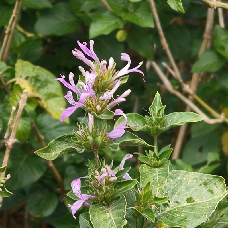 Hypoestes aristata photo 3