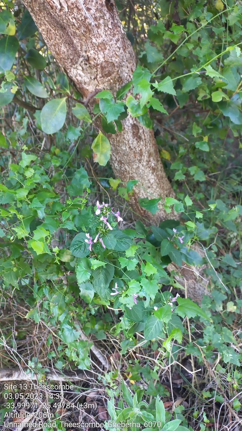 Hypoestes aristata photo 4