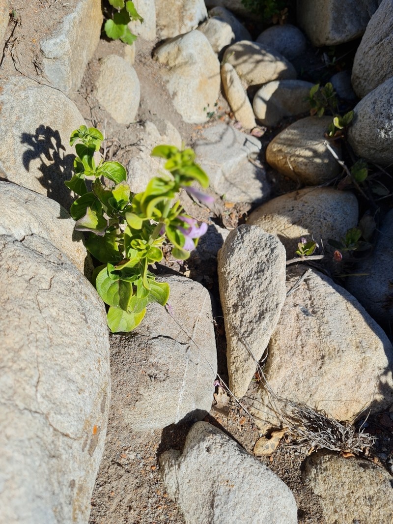 Hypoestes aristata photo 5