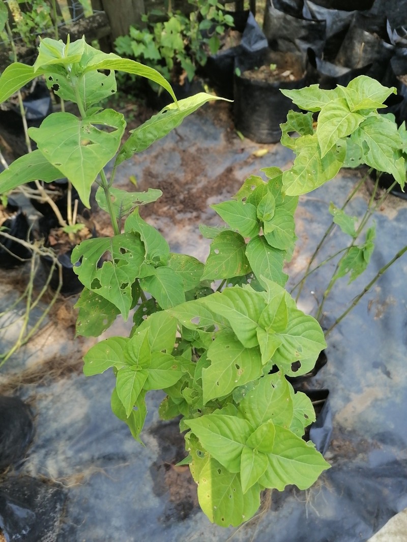 Hypoestes aristata photo 7