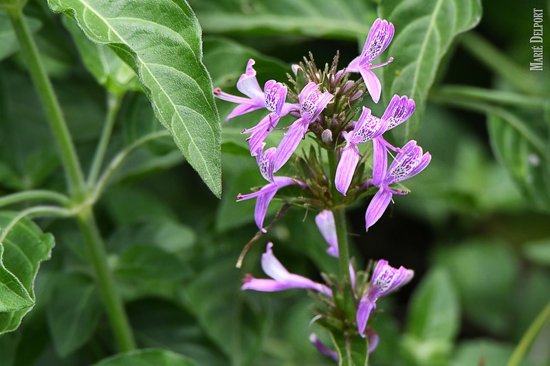 Hypoestes aristata photo 8