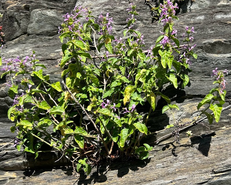Hypoestes aristata var. aristata