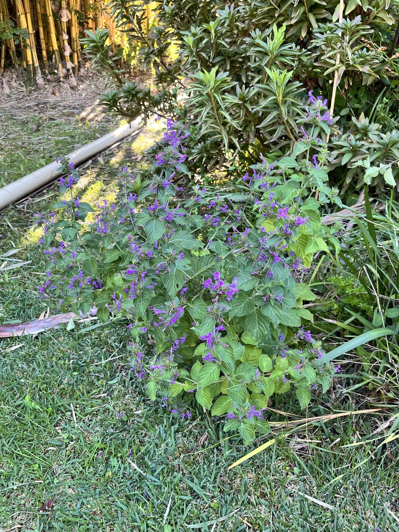 Hypoestes aristata var. aristata photo 2