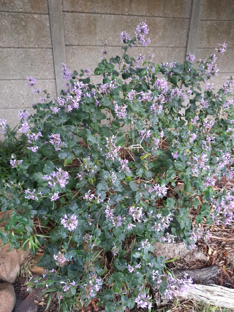 Hypoestes aristata var. aristata photo 3