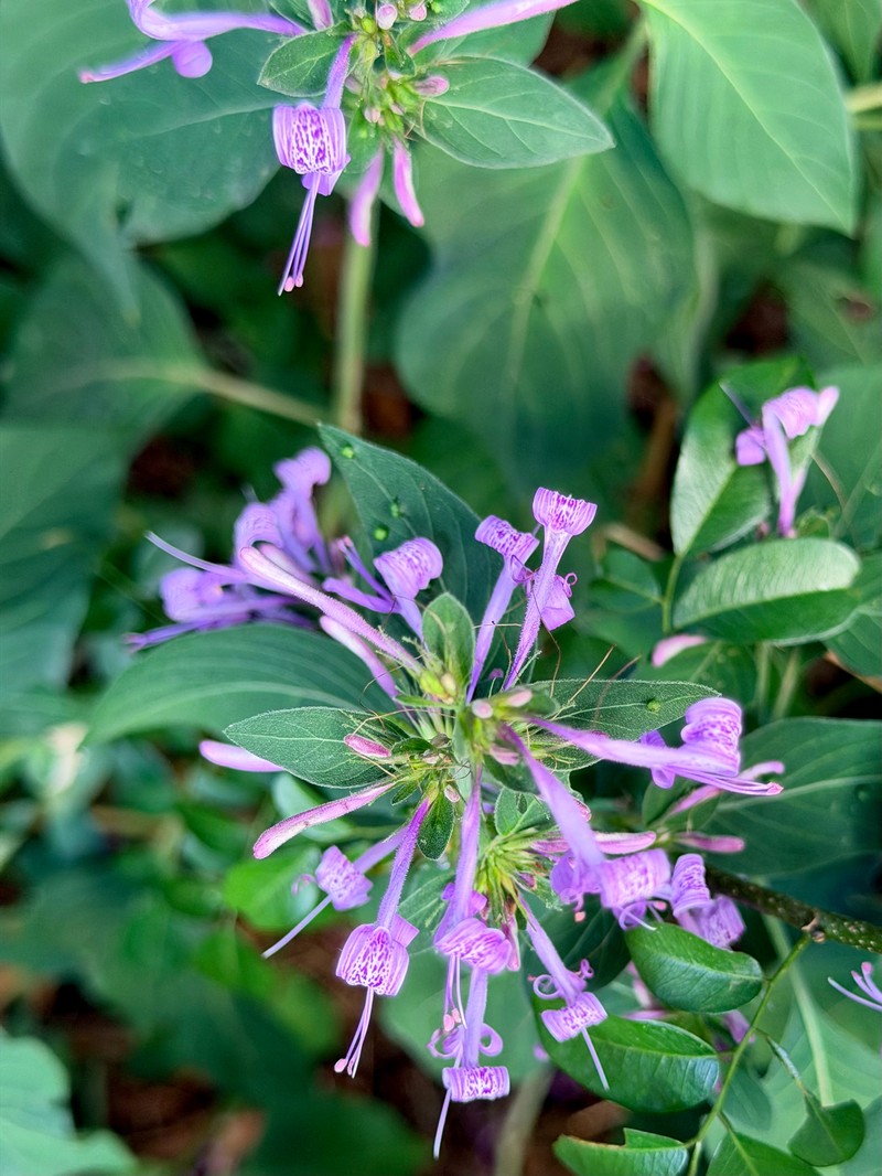 Hypoestes aristata var. aristata photo 4