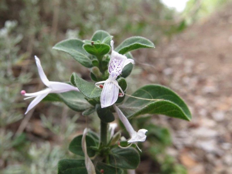 Hypoestes aristata var. thiniorum