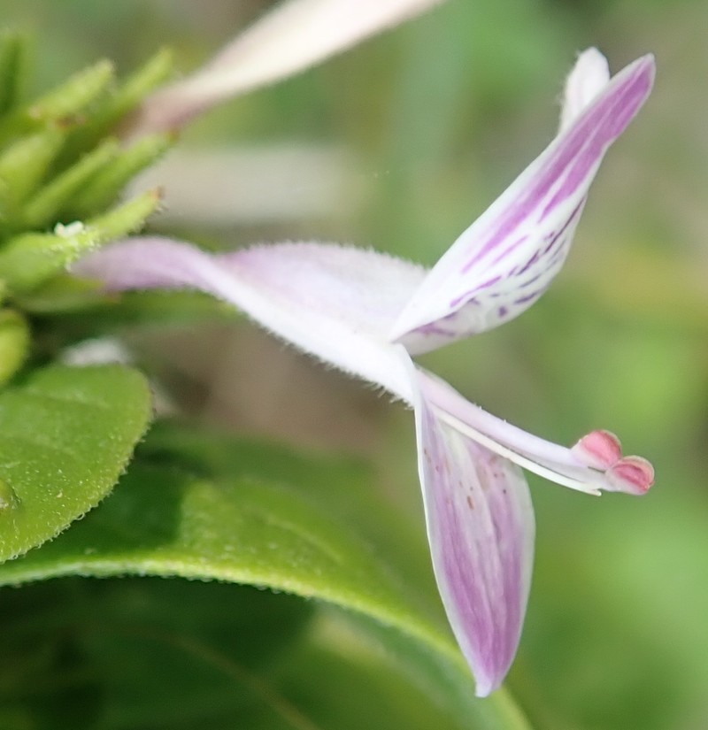 Hypoestes aristata var. thiniorum photo 2