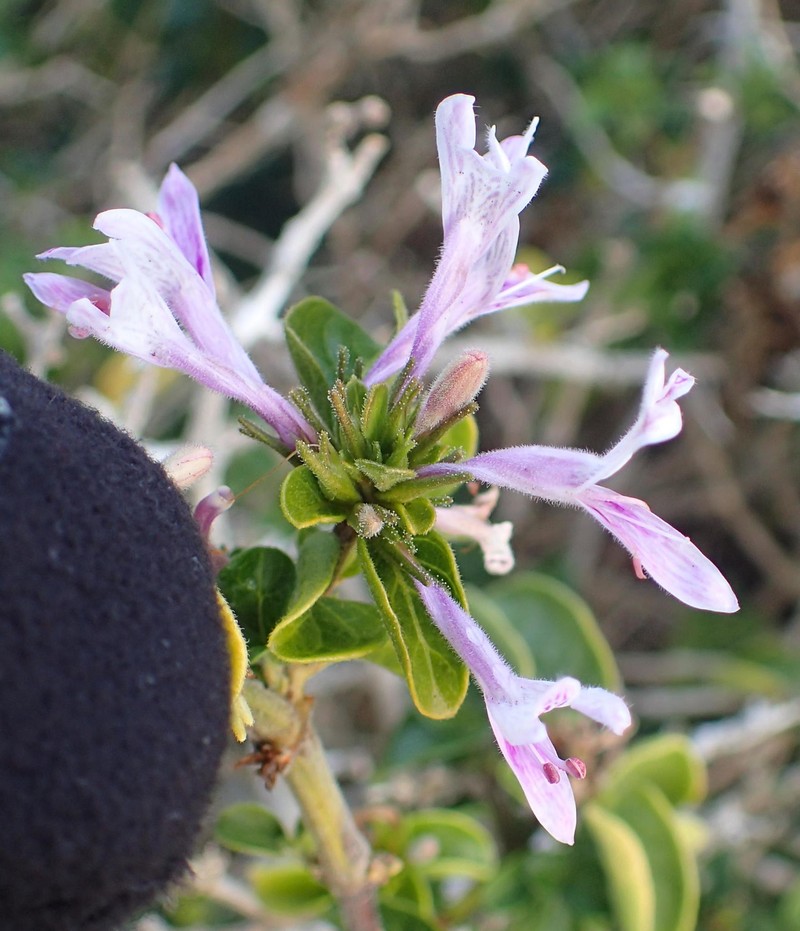 Hypoestes aristata var. thiniorum photo 4