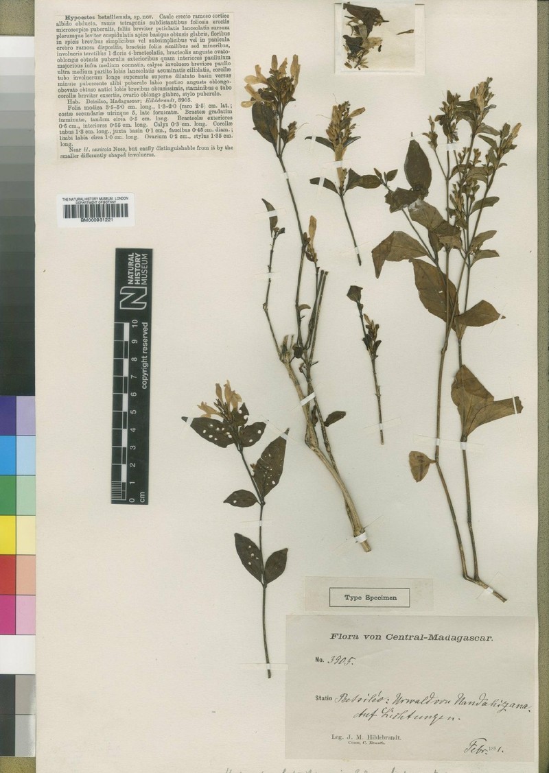 Hypoestes betsiliensis