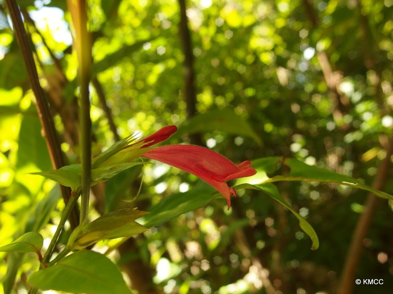 Hypoestes bojeriana photo 2