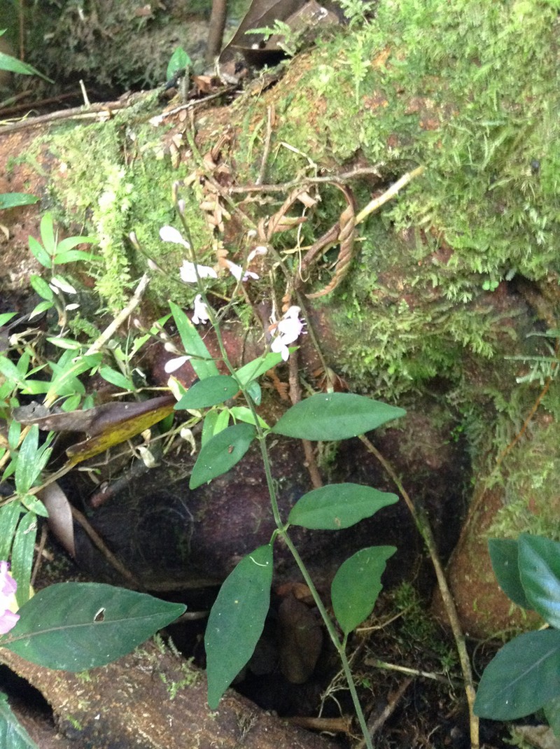 Hypoestes brachiata