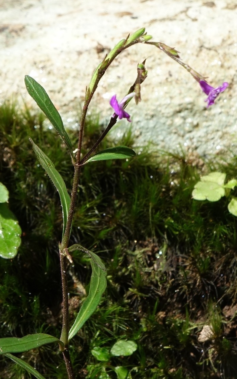 Hypoestes brachiata photo 2