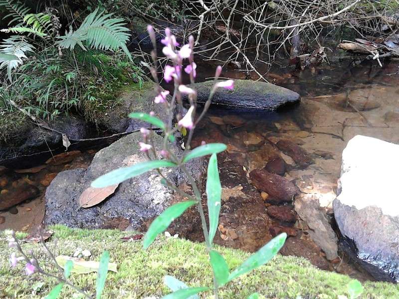Hypoestes brachiata photo 3