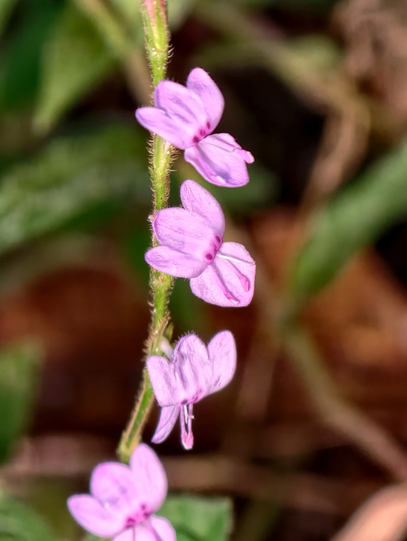 Hypoestes brachiata photo 4