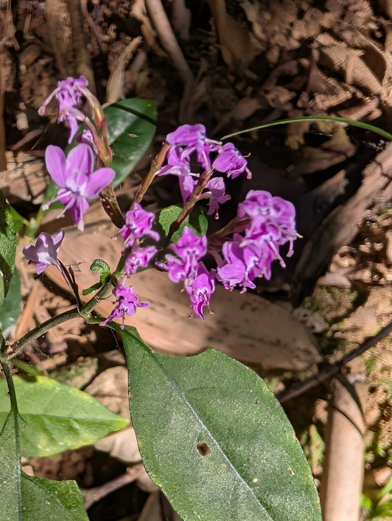Hypoestes brachiata photo 6