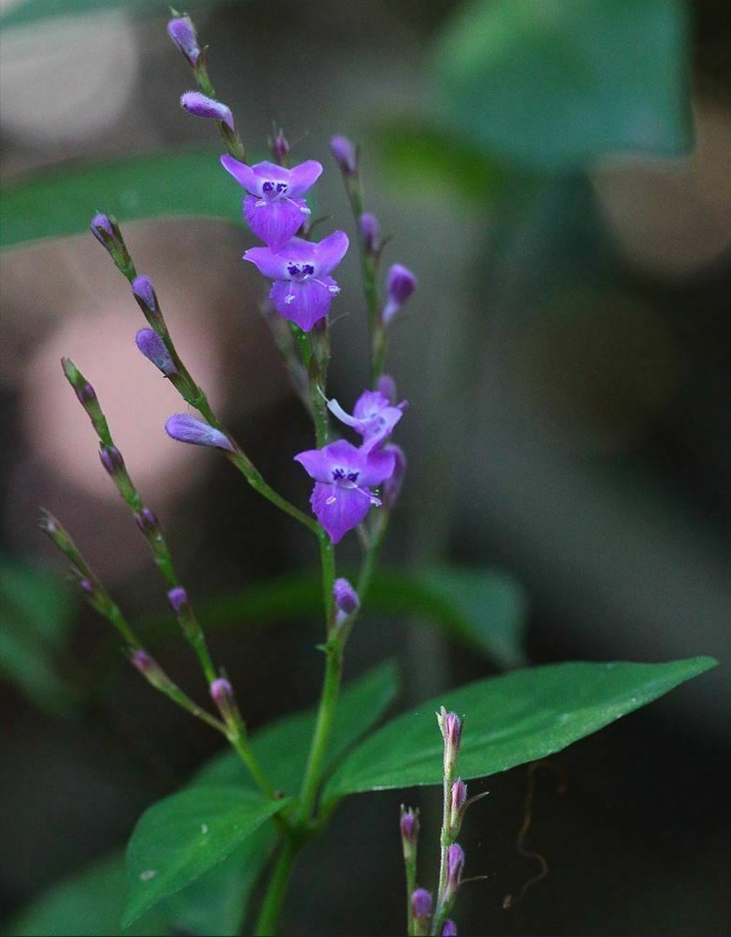 Hypoestes brachiata photo 7