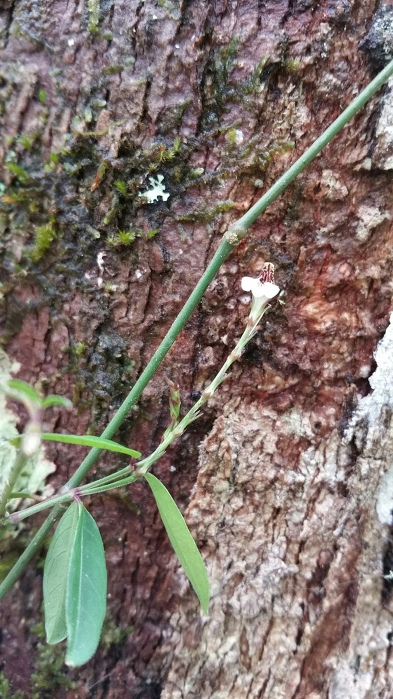 Hypoestes brachiata photo 8