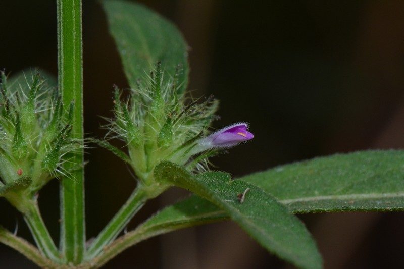Hypoestes cancellata