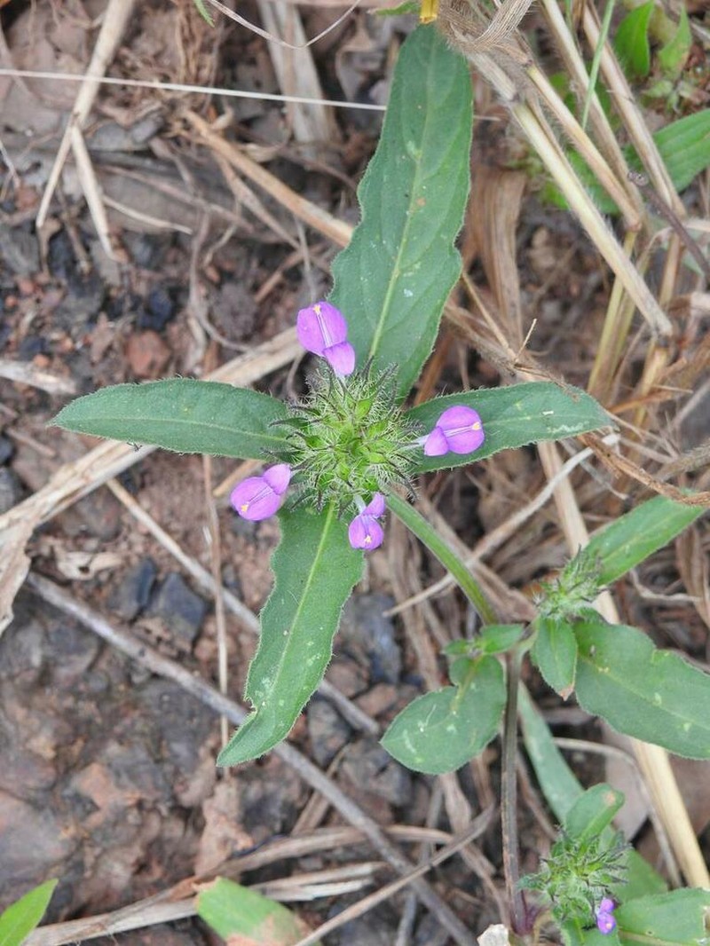 Hypoestes cancellata photo 2
