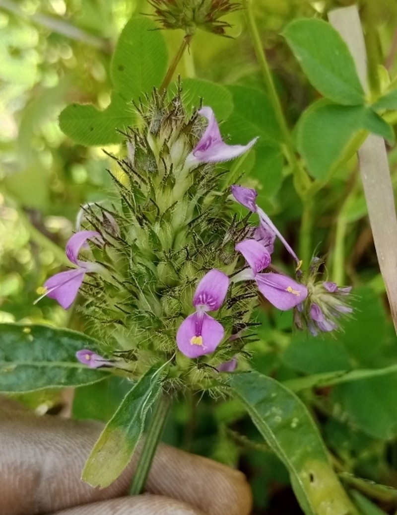 Hypoestes cancellata photo 3