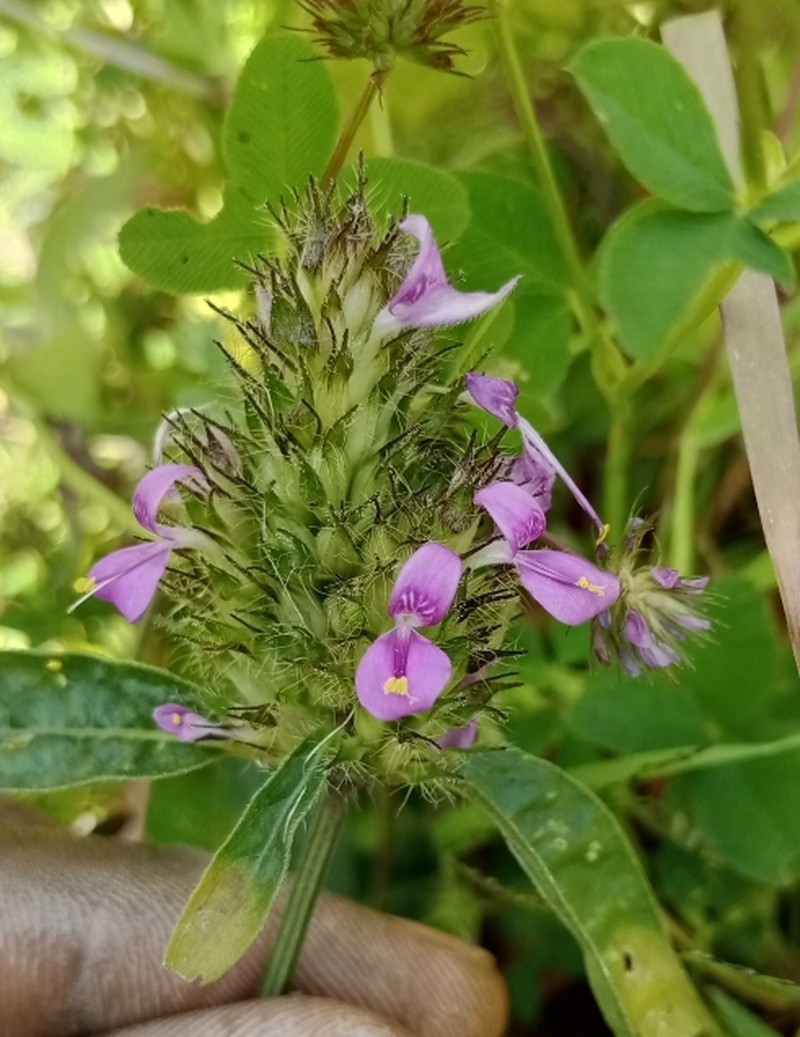 Hypoestes cancellata photo 6