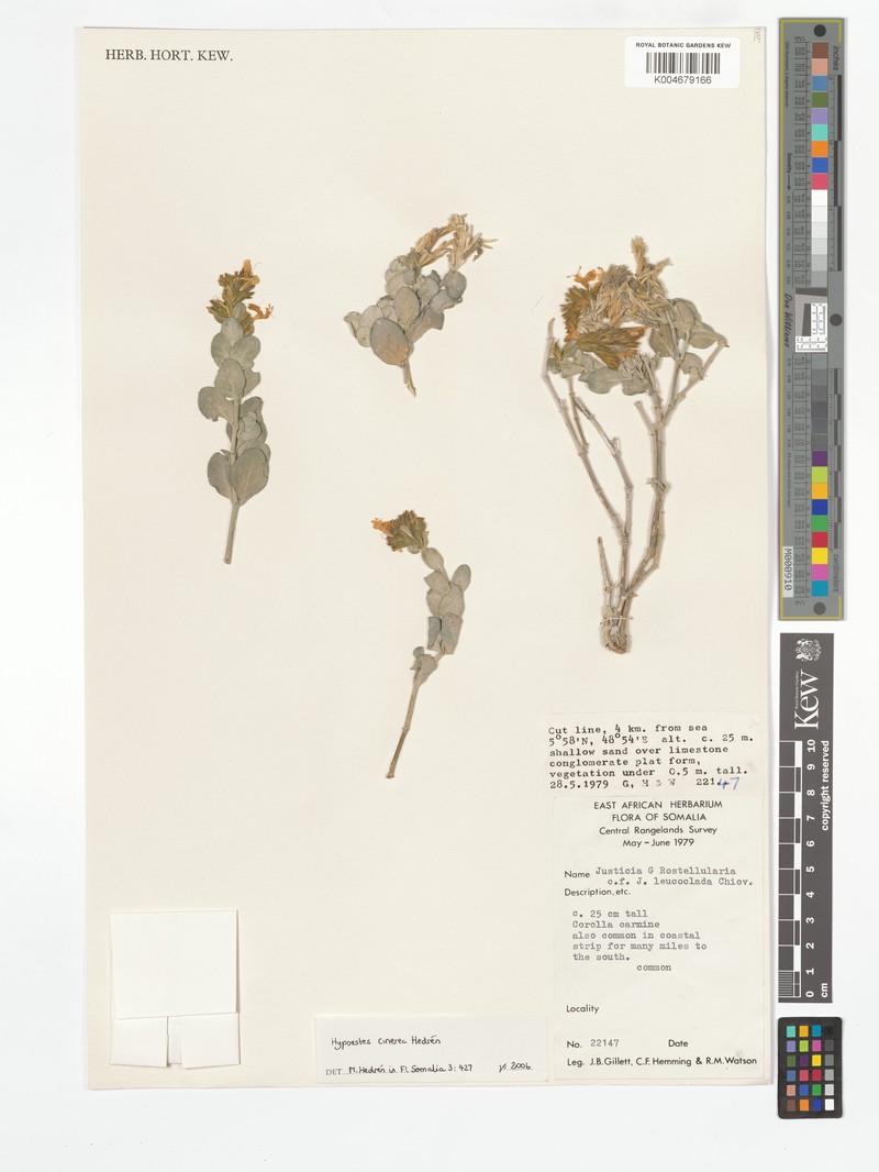 Hypoestes canescens
