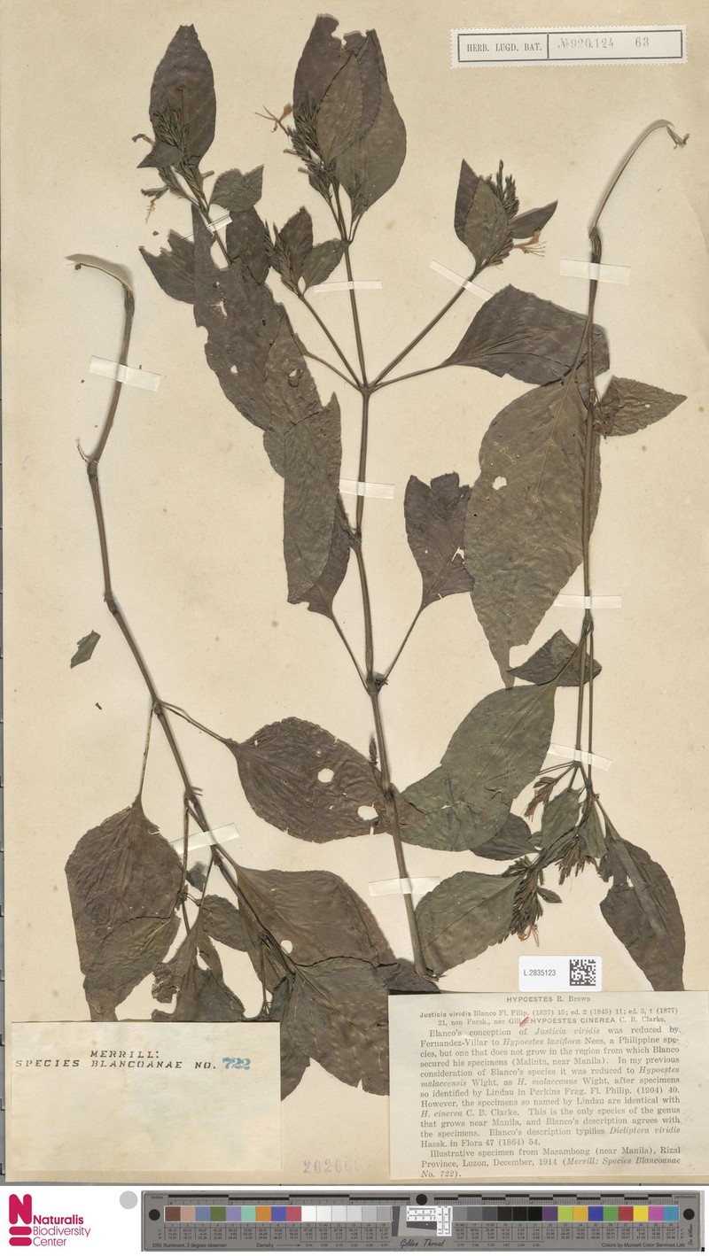 Hypoestes canescens photo 2