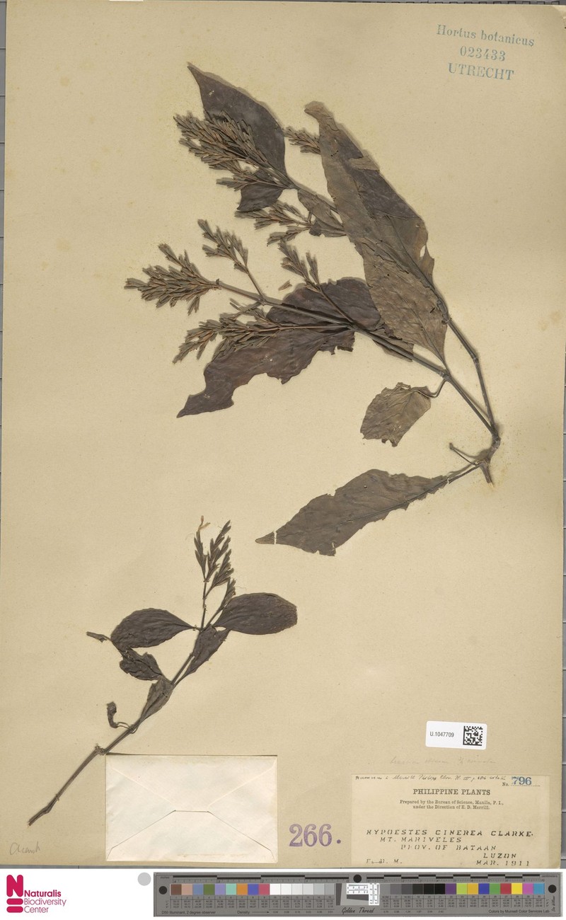 Hypoestes canescens photo 3