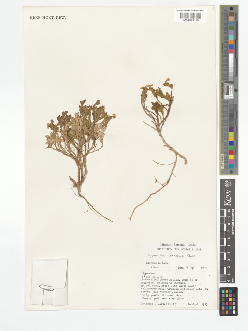 Hypoestes carnosula