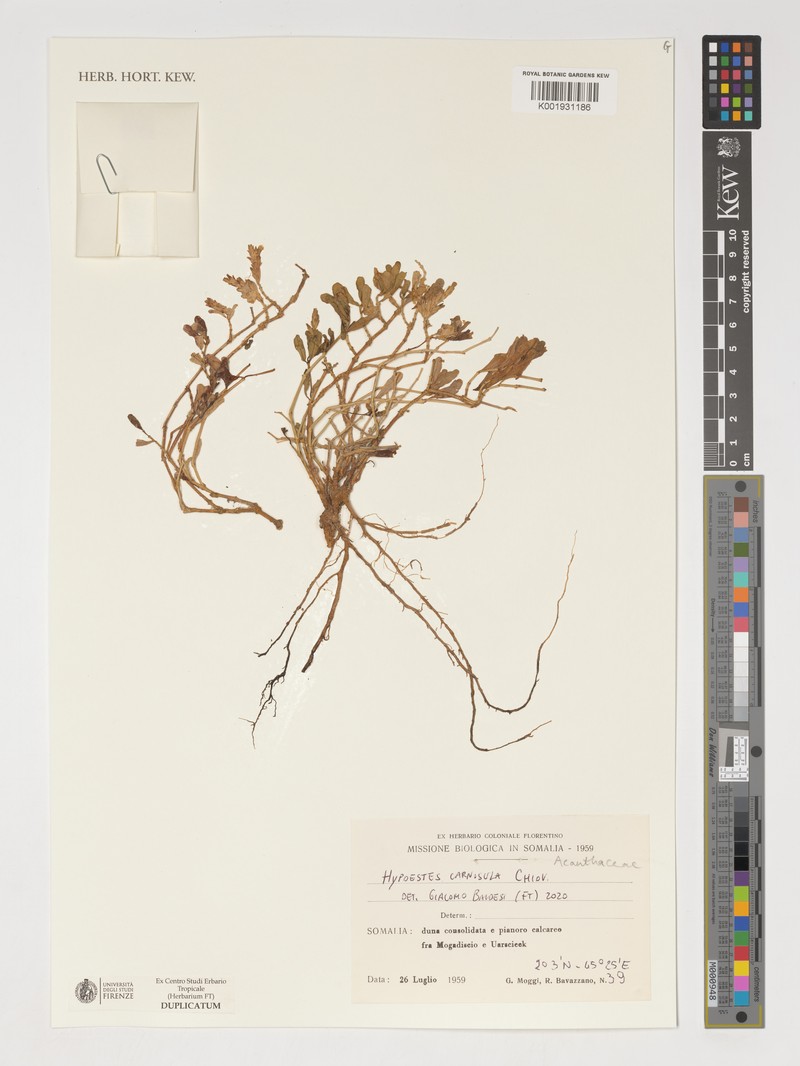 Hypoestes carnosula photo 2