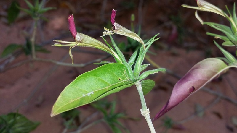Hypoestes caudata