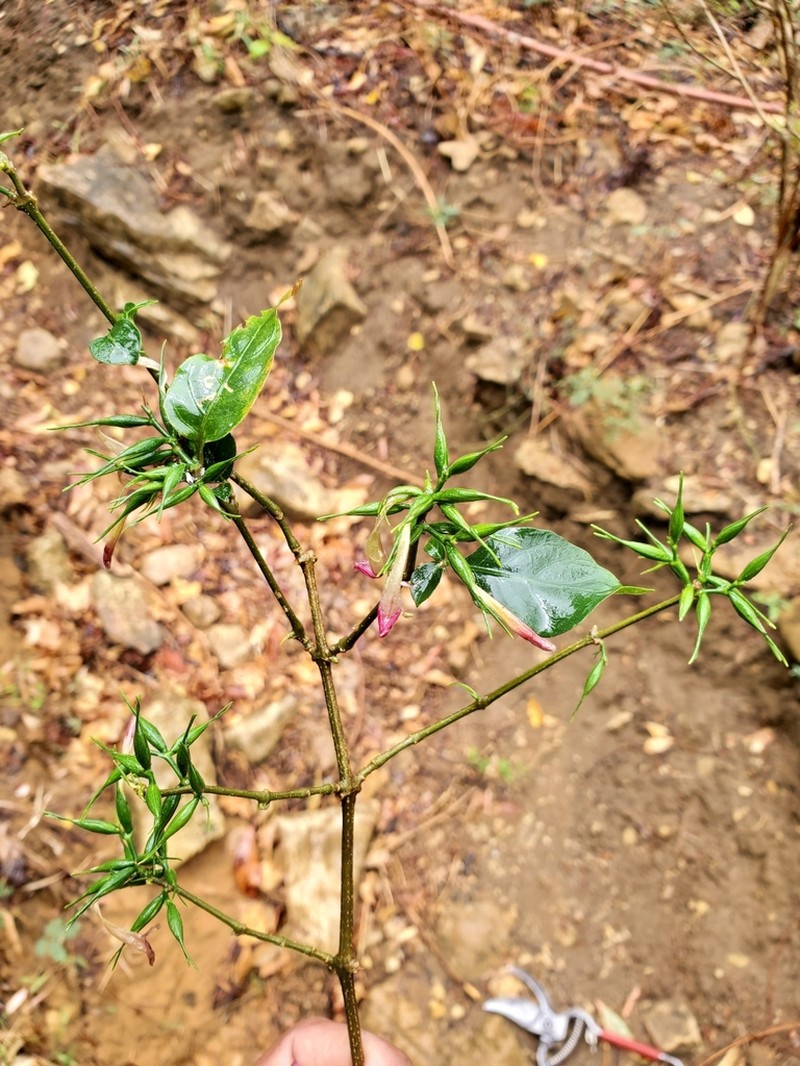 Hypoestes caudata photo 2
