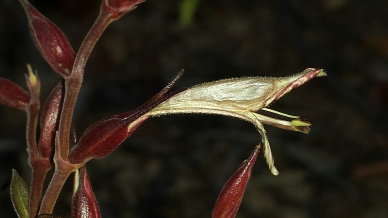 Hypoestes caudata photo 3