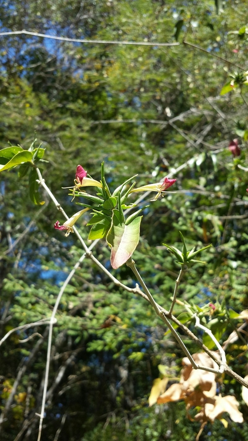 Hypoestes caudata photo 4