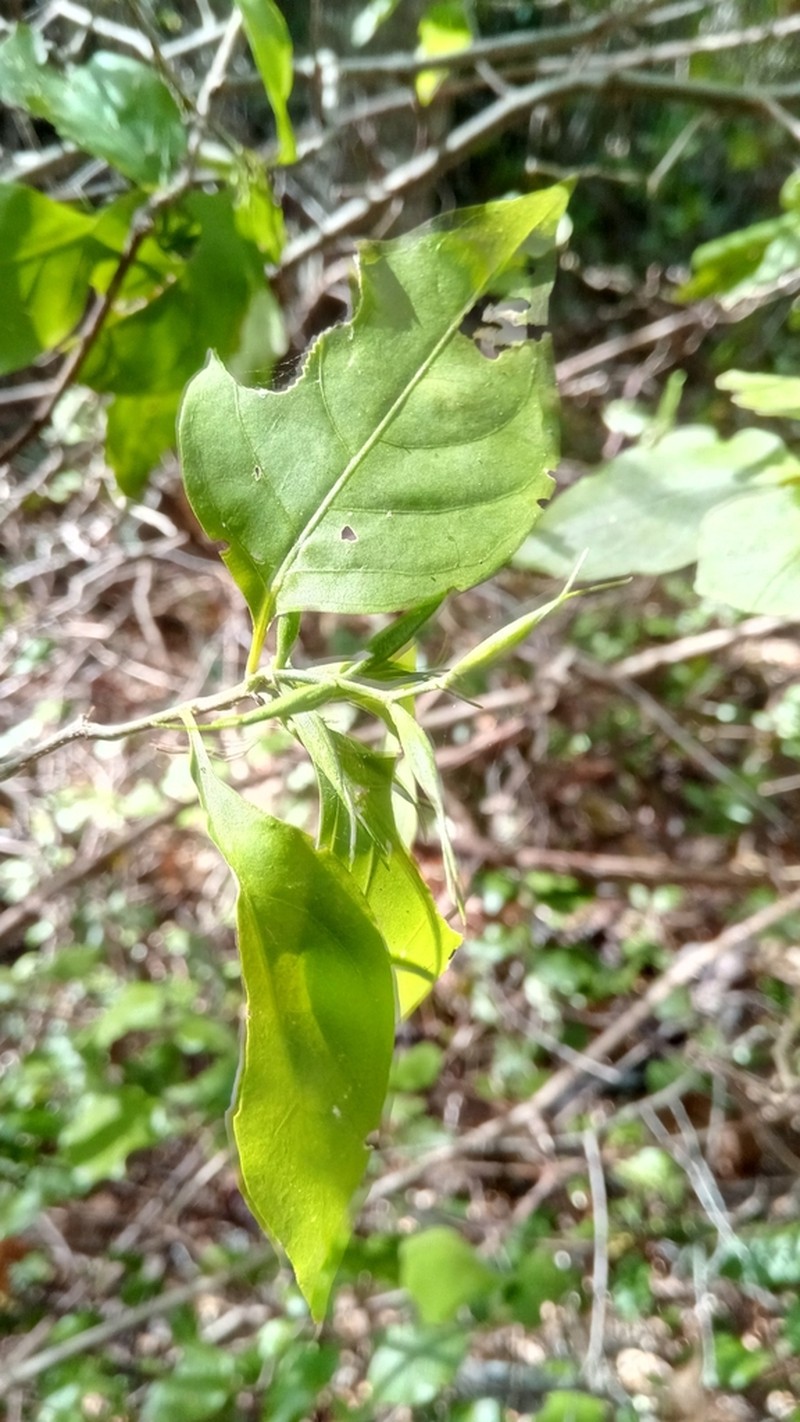 Hypoestes caudata photo 5